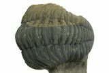Two Curled Austerops Trilobite Fossils - Ofaten, Morocco #384229-2